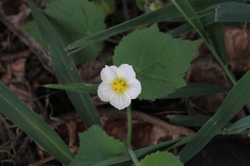 Bladdermallow photo 2