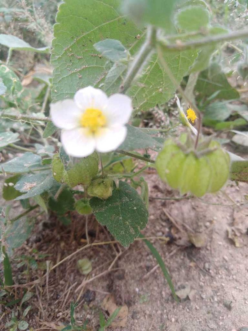 Bladdermallow photo 3