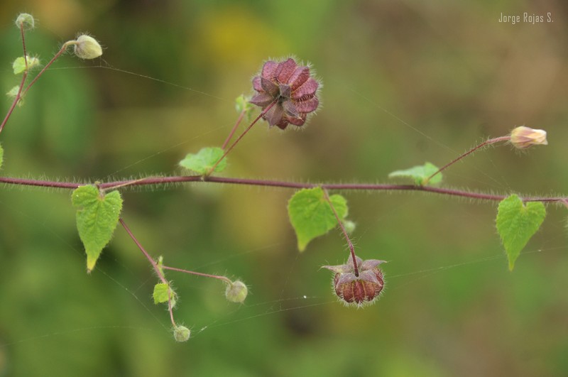 Bladdermallow photo 4