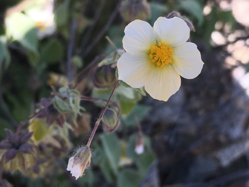 Bladdermallow photo 5