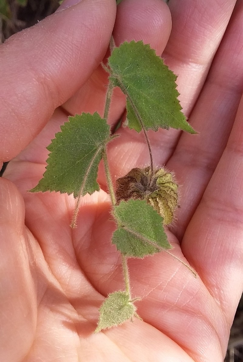 Bladdermallow photo 6