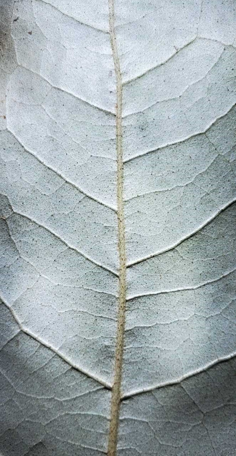 Heritiera littoralis photo 2