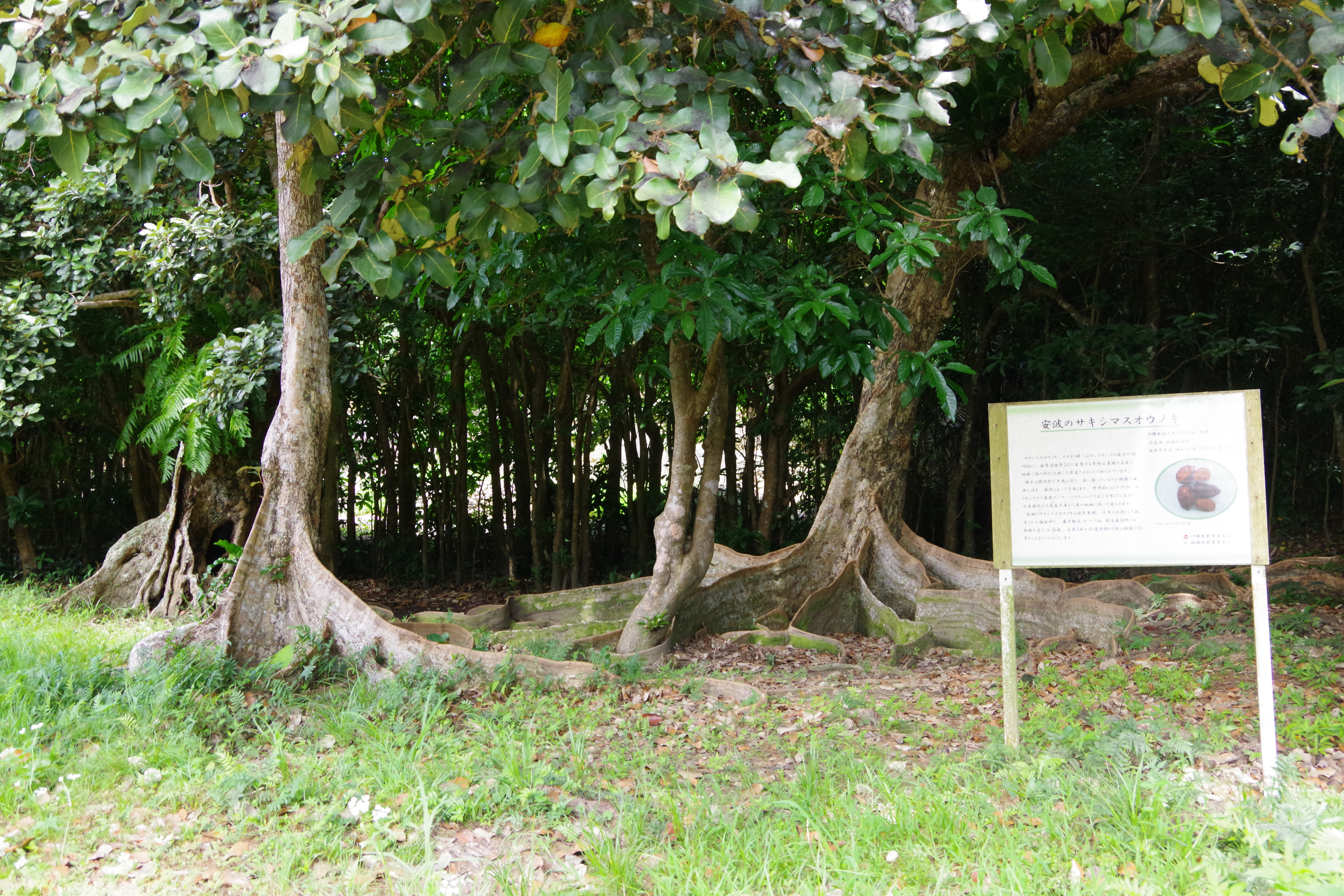 Heritiera littoralis photo 3