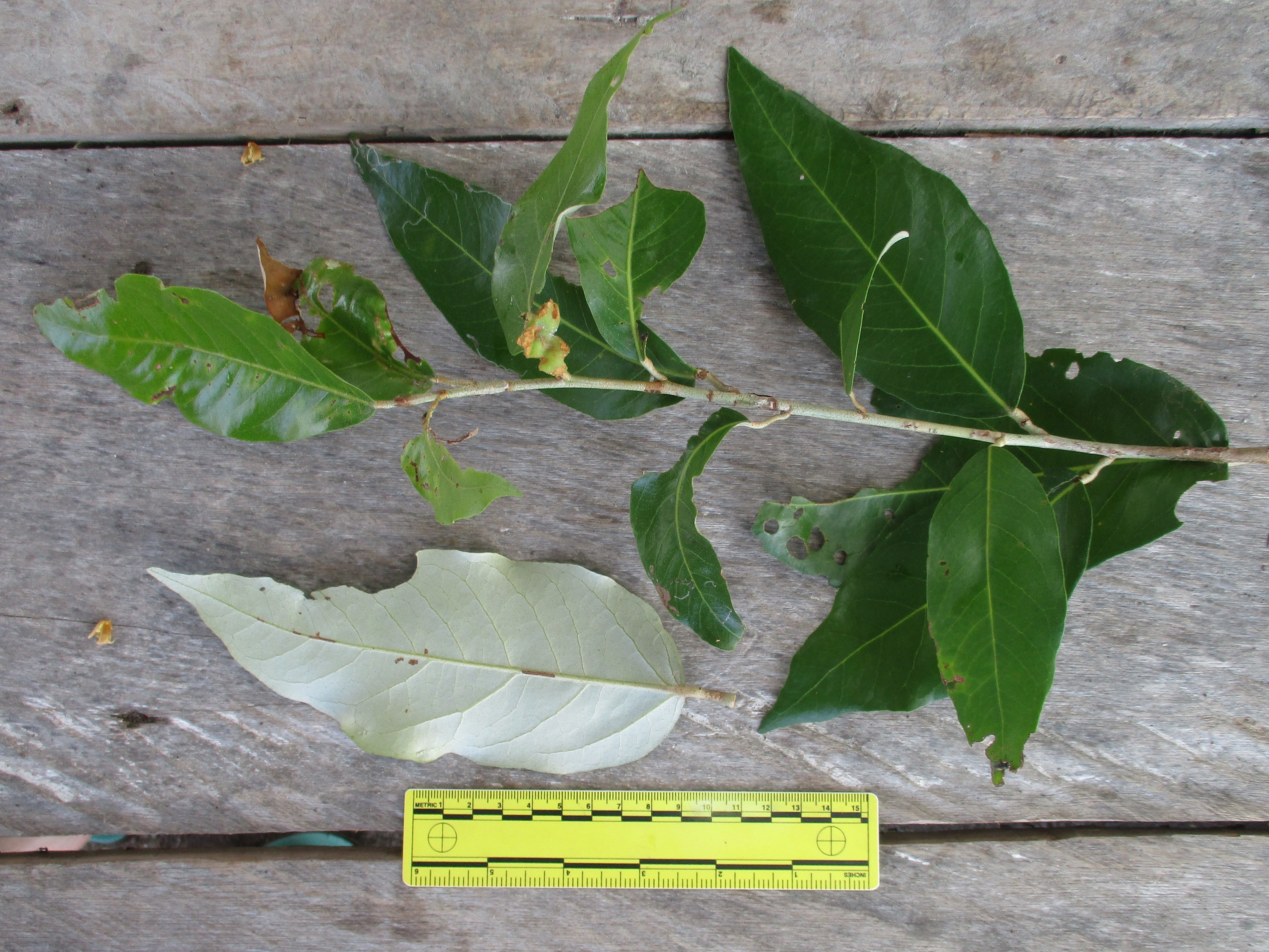 Heritiera littoralis photo 4