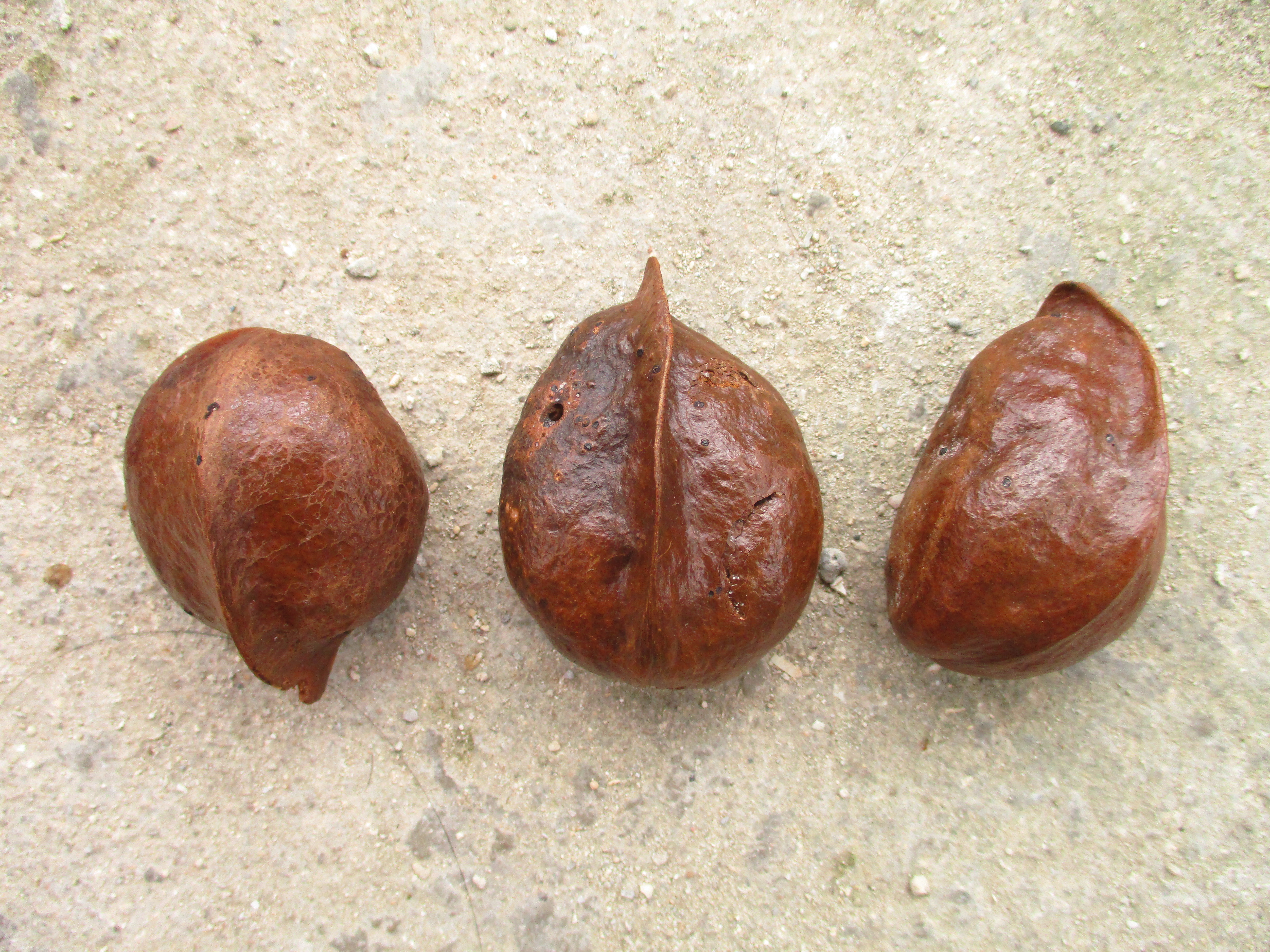 Heritiera littoralis photo 5