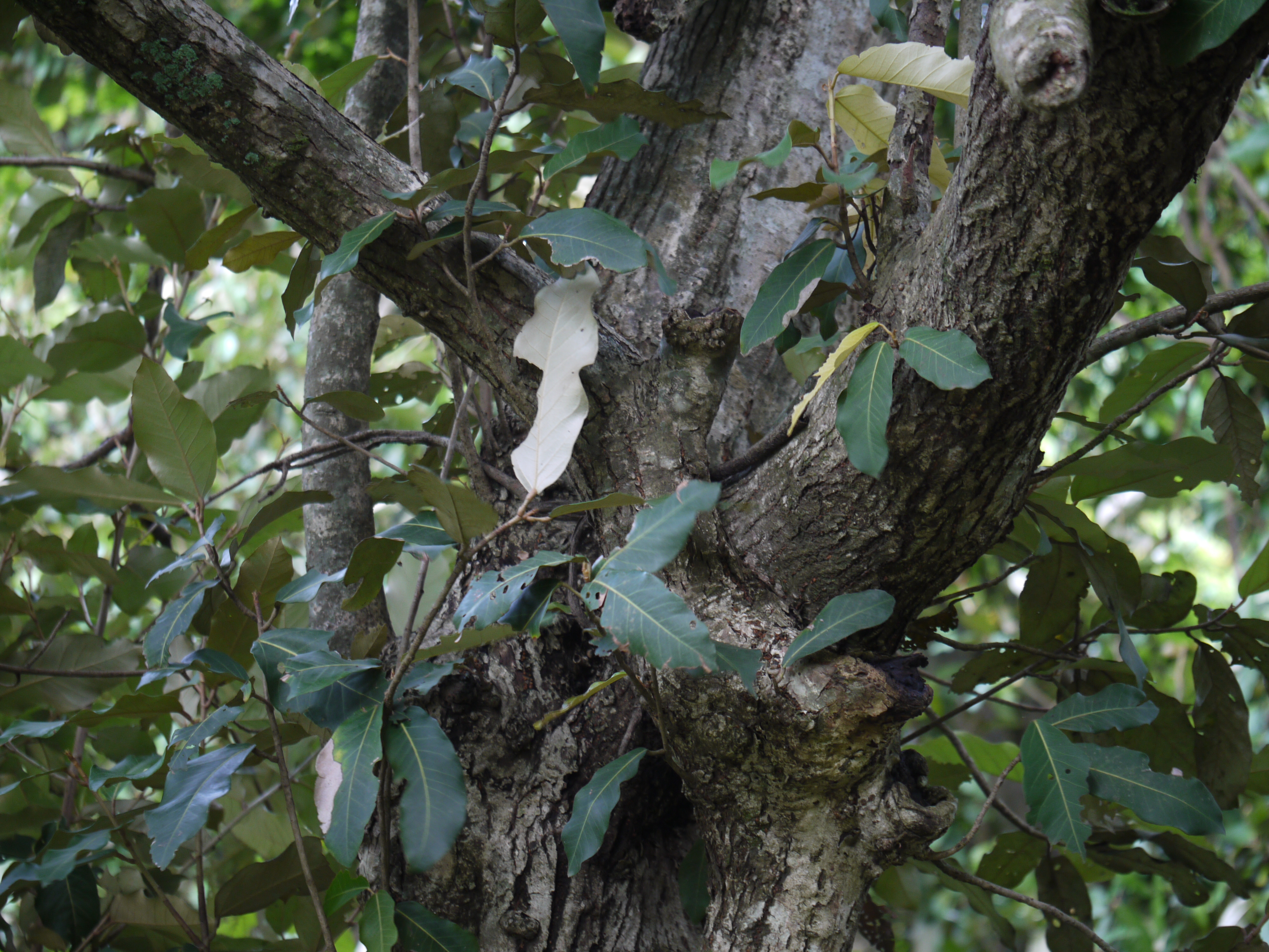 Heritiera littoralis photo 6