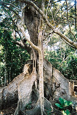 Heritiera littoralis