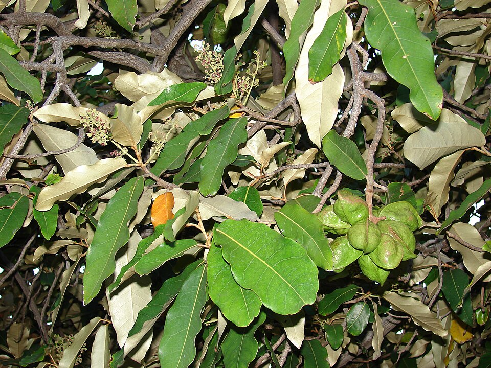 Heritiera littoralis photo 7