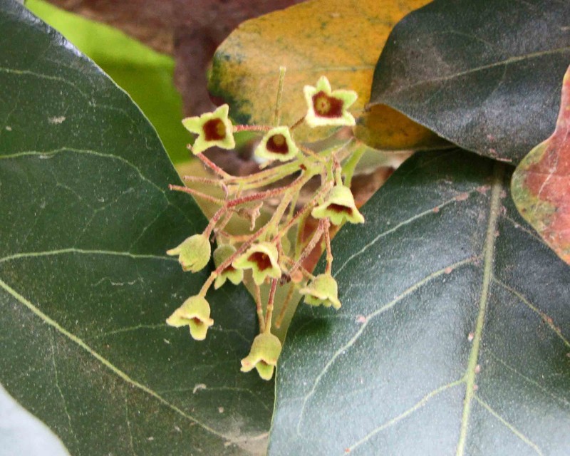 Heritiera littoralis photo 8