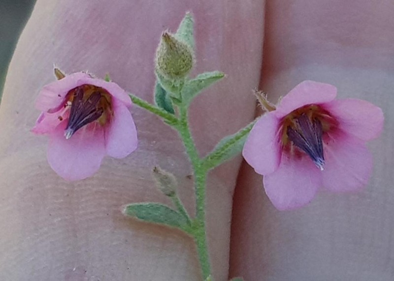 Hermannia boraginiflora