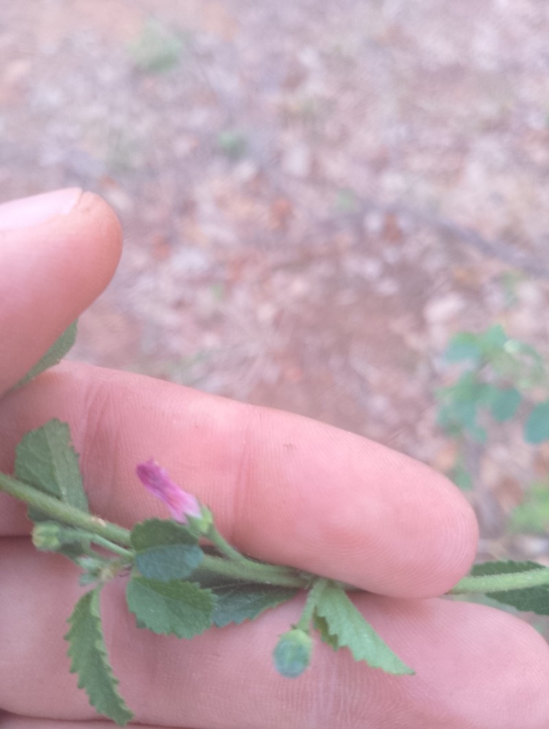 Hermannia boraginiflora photo 2