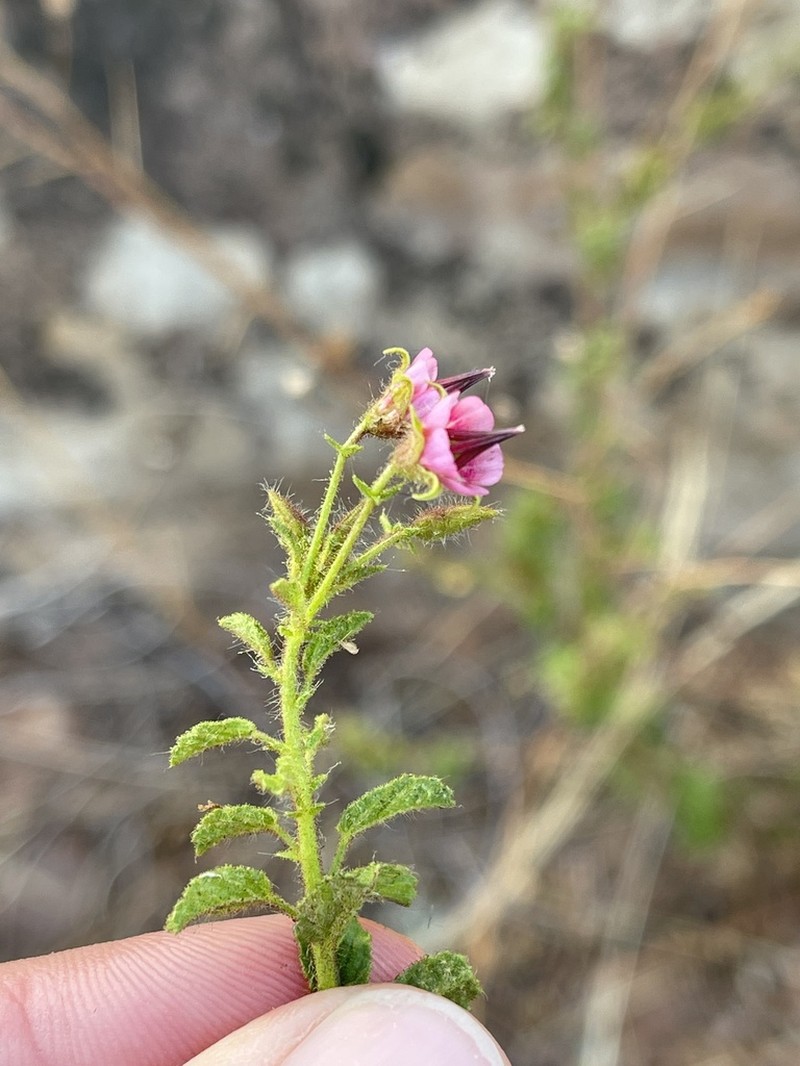 Hermannia boraginiflora photo 3