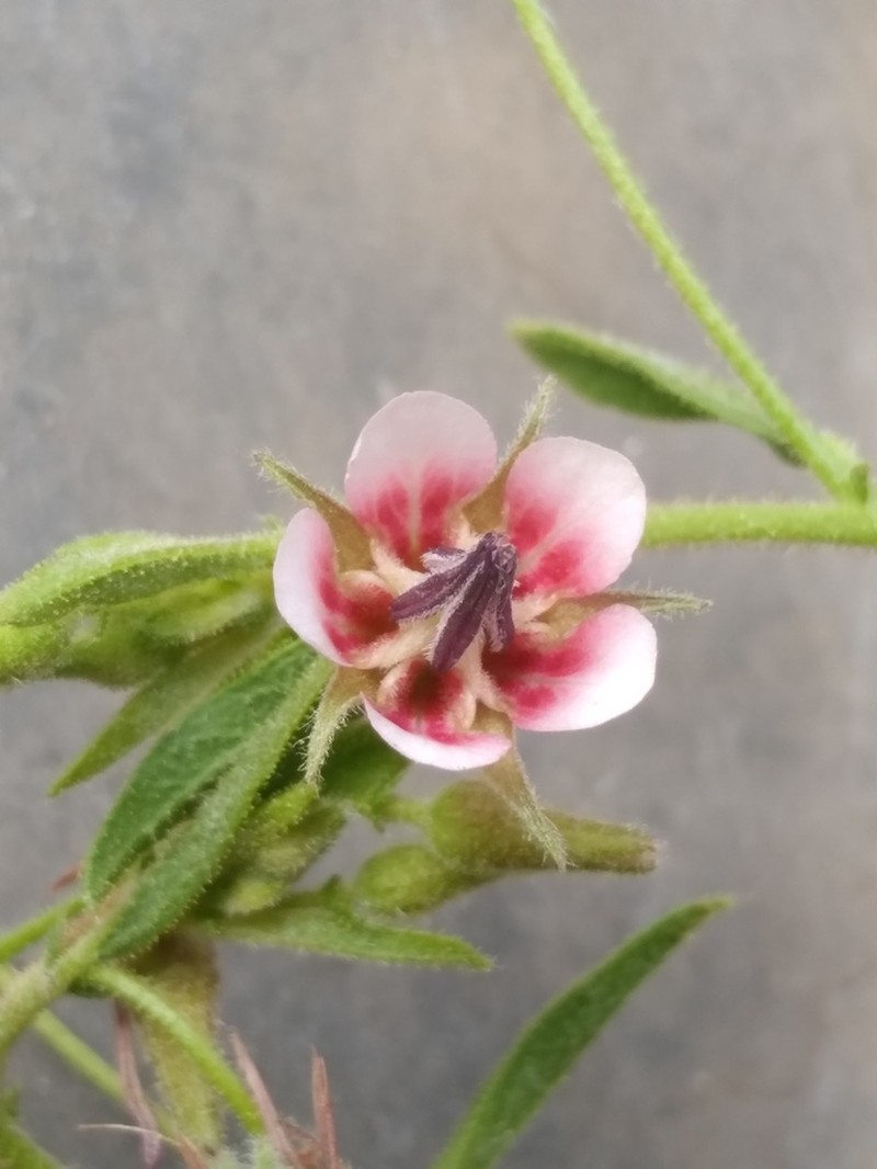 Hermannia boraginiflora photo 4