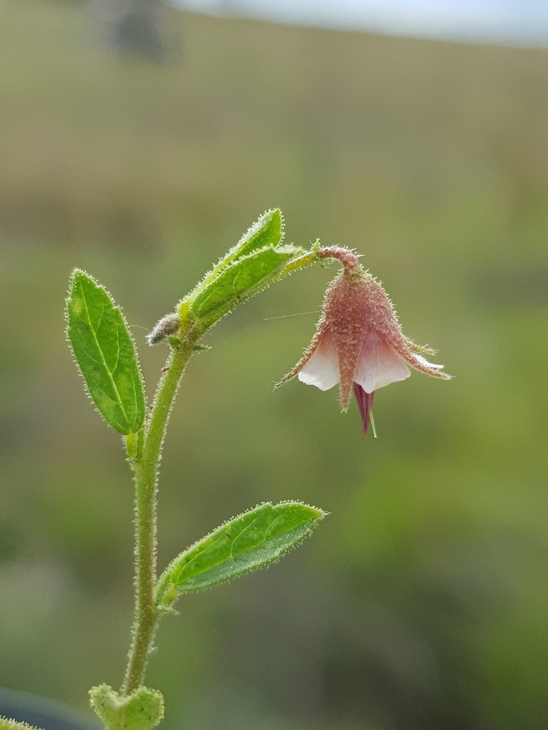 Hermannia boraginiflora photo 6