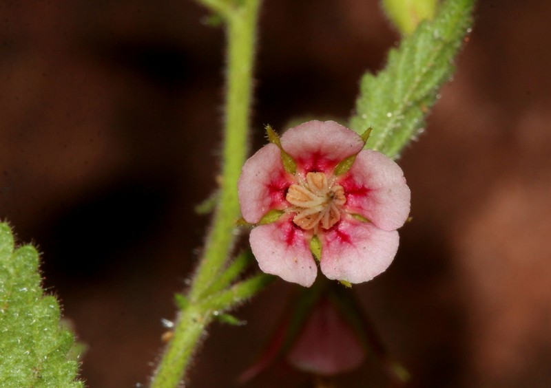 Hermannia boraginiflora photo 7