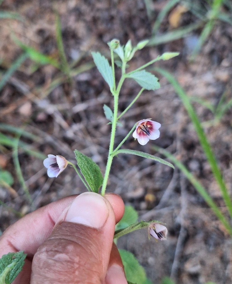 Hermannia boraginiflora photo 8