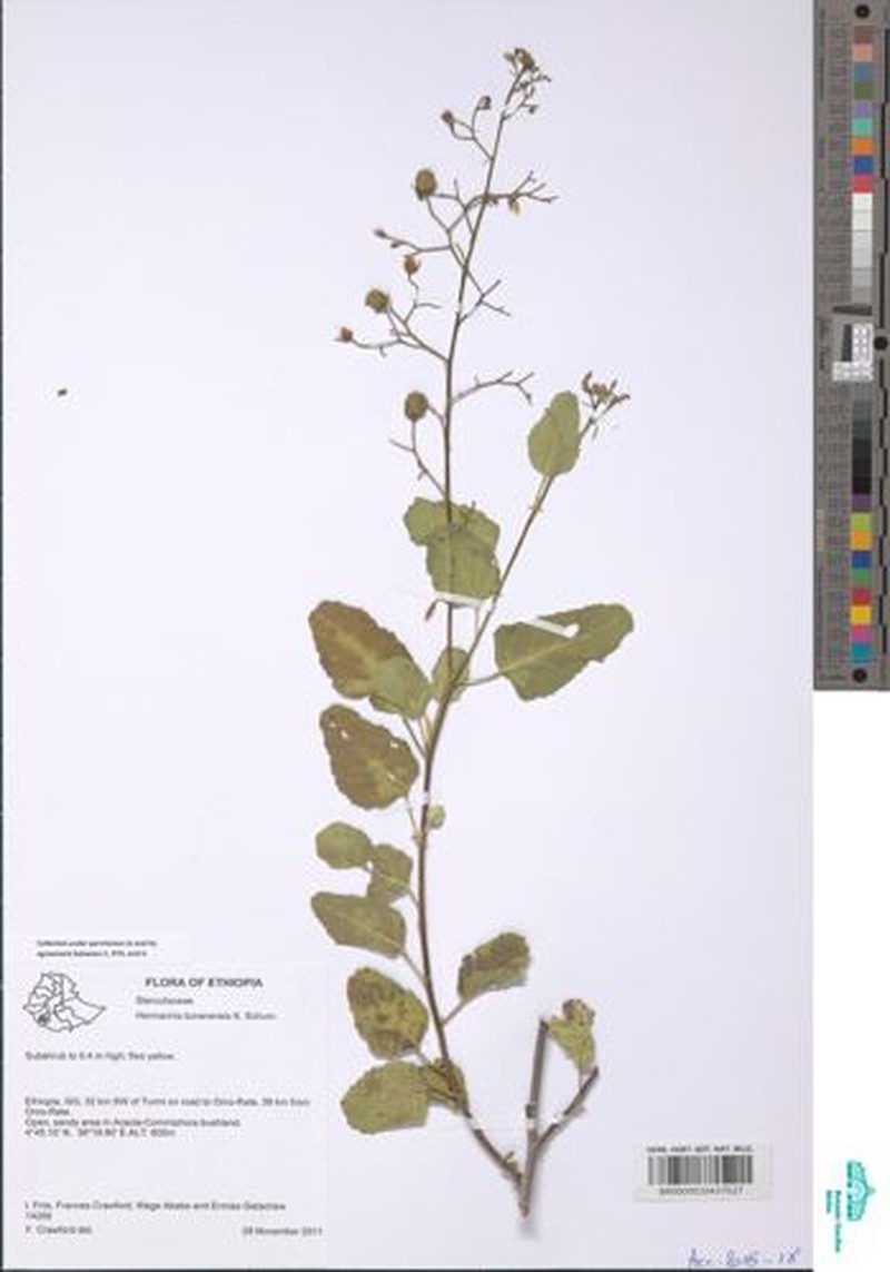 Hermannia boranensis photo 2