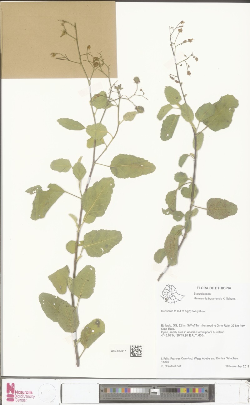 Hermannia boranensis photo 3