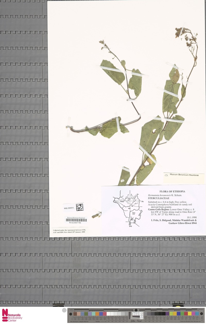 Hermannia boranensis photo 4