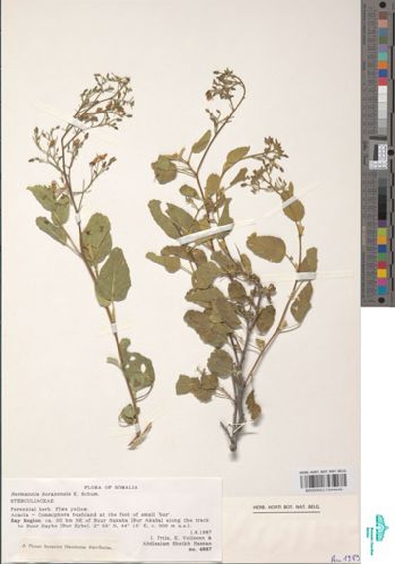 Hermannia boranensis photo 5