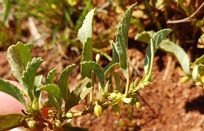 Hermannia brachymalla