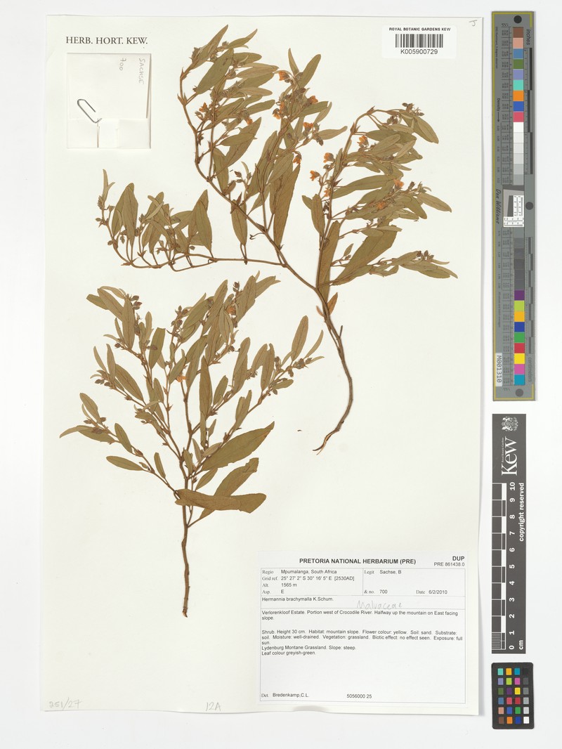 Hermannia brachymalla photo 2