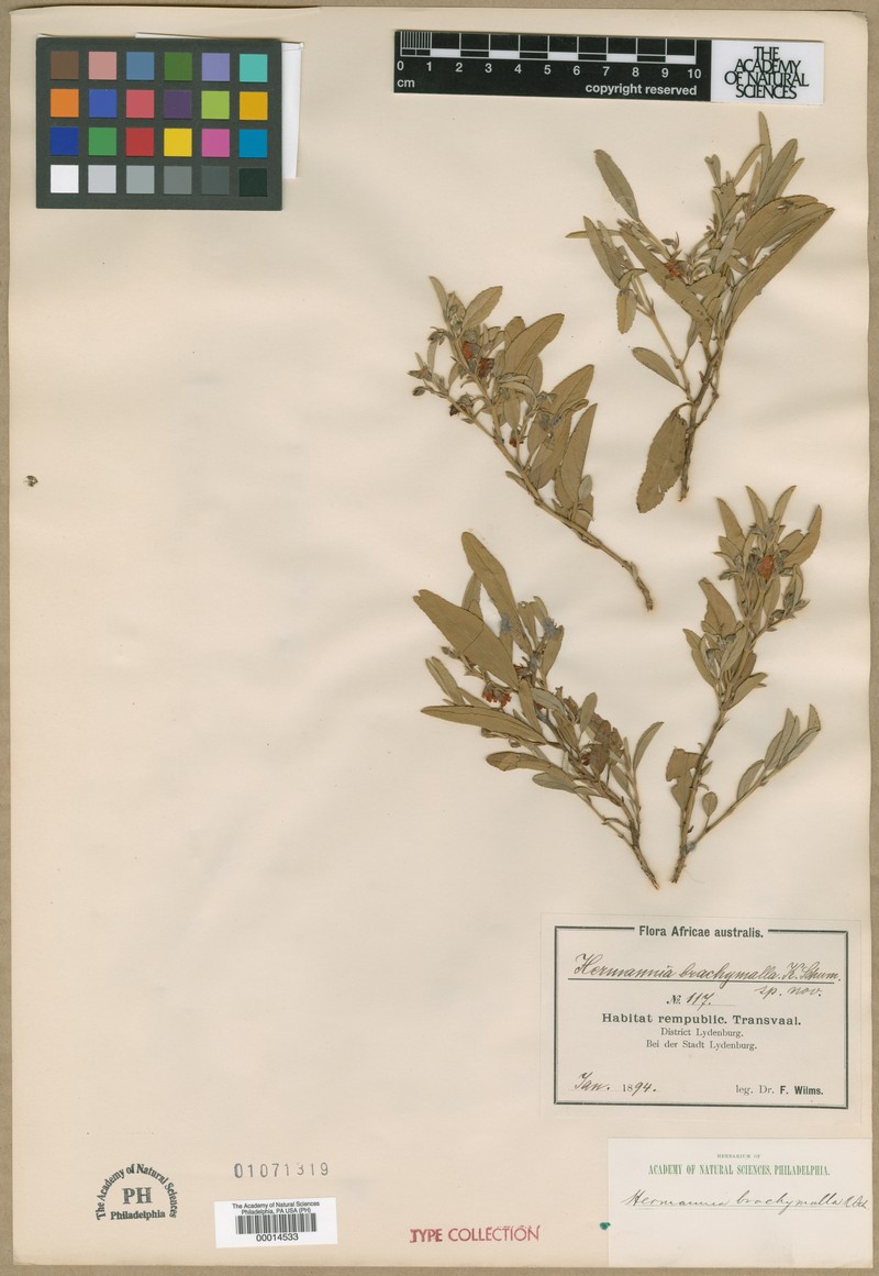 Hermannia brachymalla photo 3