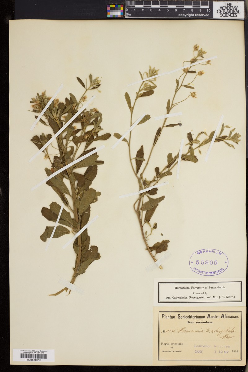 Hermannia brachypetala photo 2