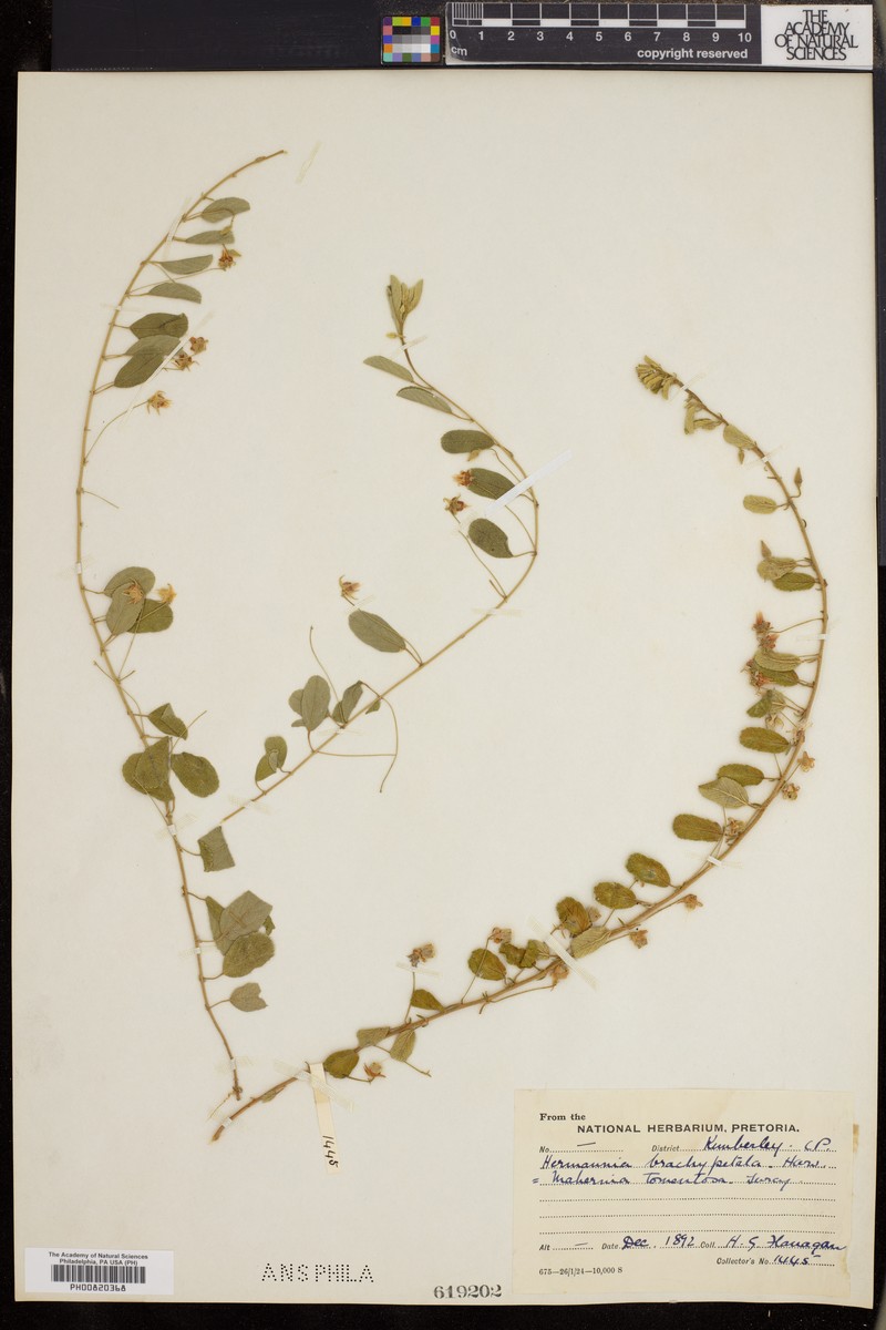 Hermannia brachypetala photo 3