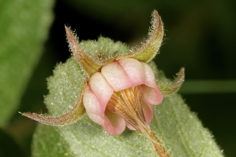 Hermannia brachypetala