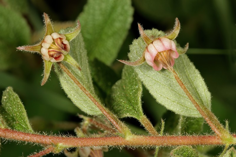 Hermannia brachypetala photo 4