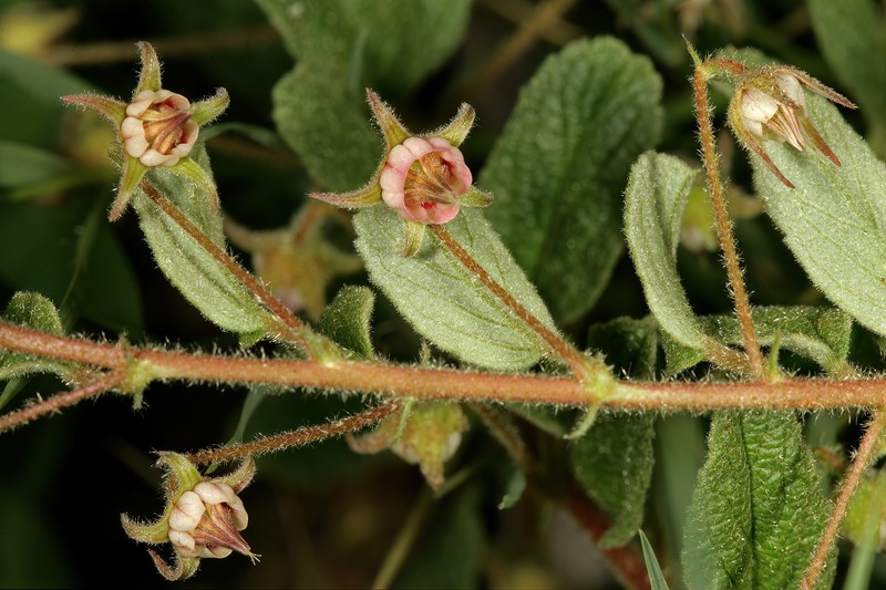 Hermannia brachypetala photo 5