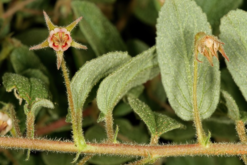 Hermannia brachypetala photo 6