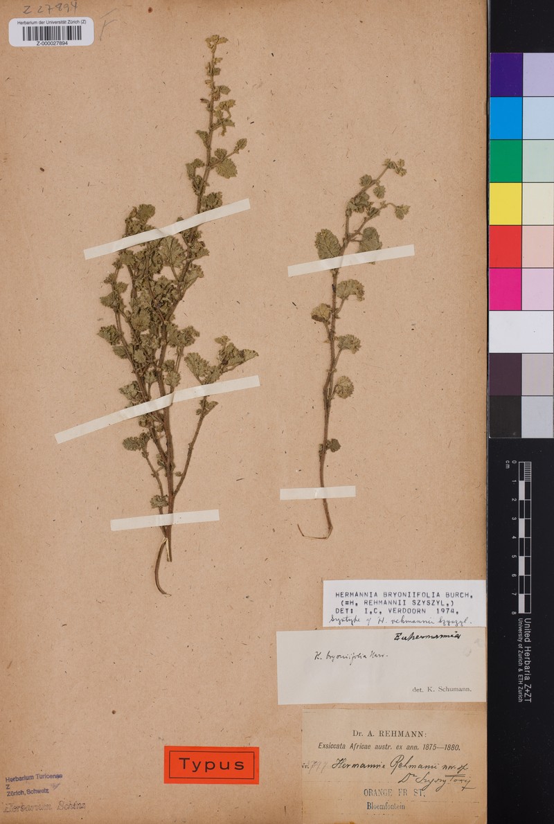Hermannia bryoniifolia