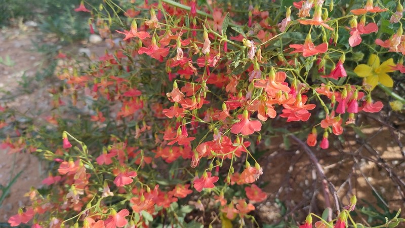 Hermannia burchellii