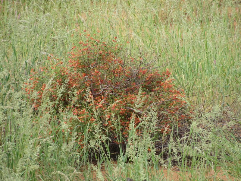 Hermannia burchellii photo 2