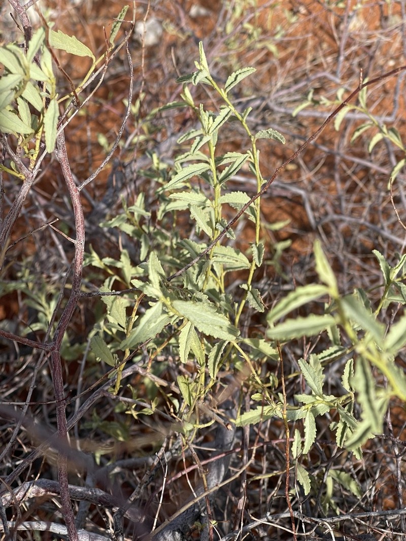 Hermannia burchellii photo 3