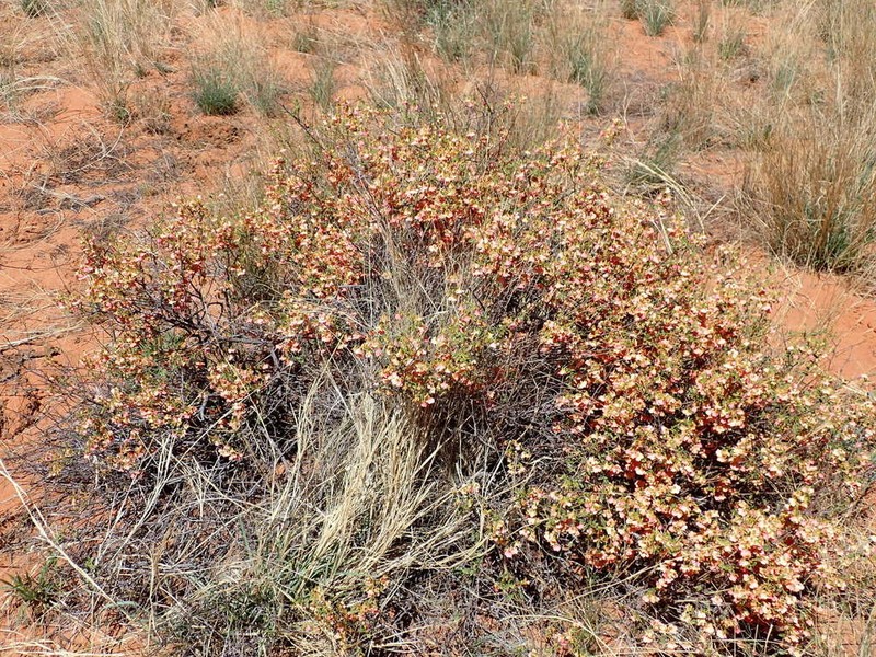 Hermannia burchellii photo 4