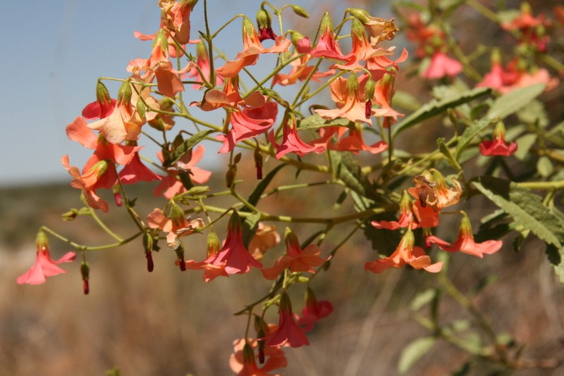 Hermannia burchellii photo 6