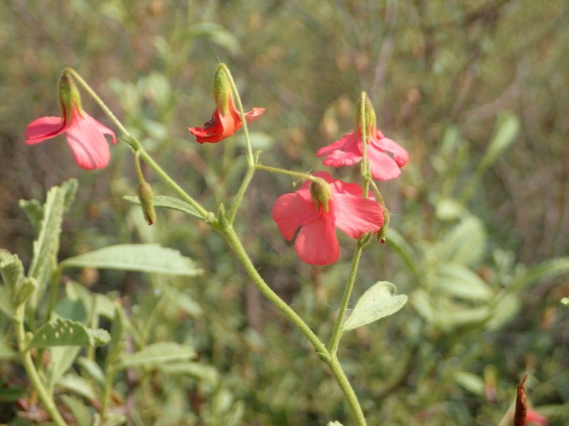 Hermannia burchellii photo 7