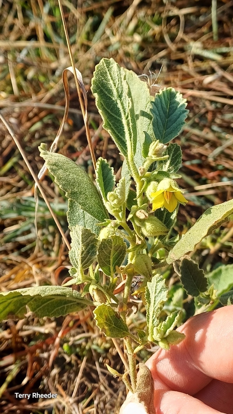 Hermannia burkei