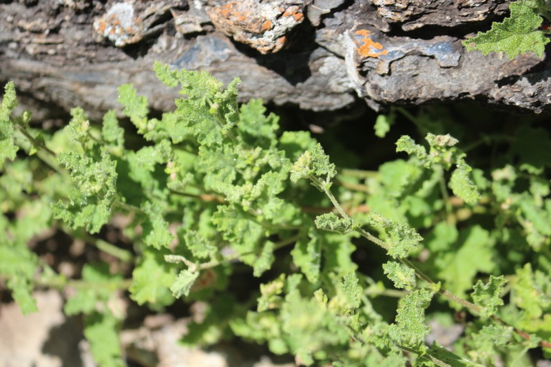 Hermannia burkei photo 2