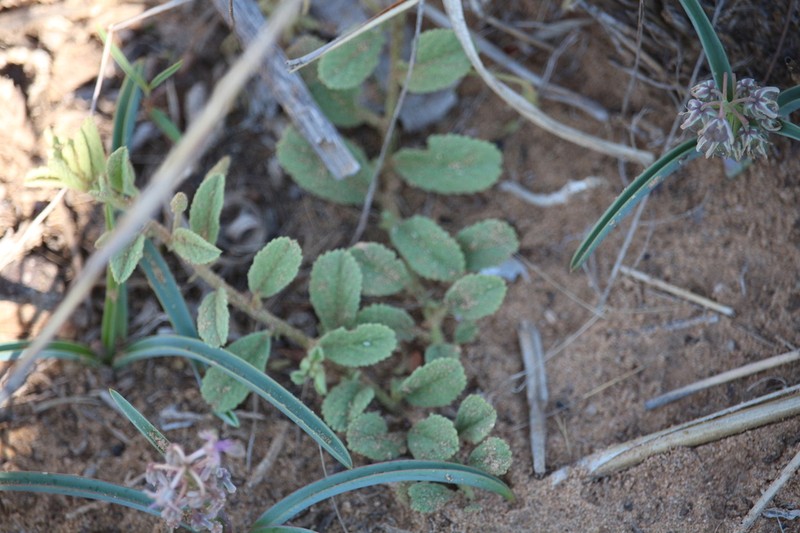 Hermannia burkei photo 3