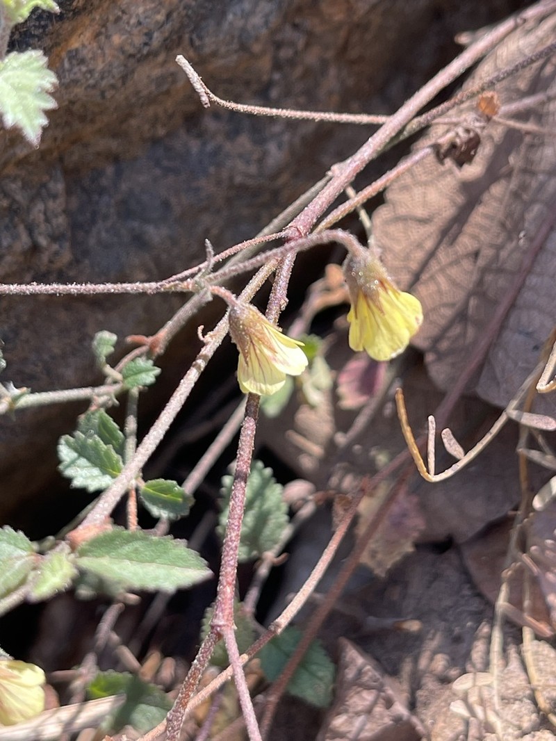 Hermannia burkei photo 5
