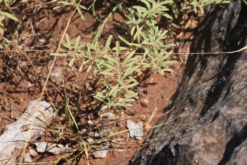 Hermannia burkei photo 6