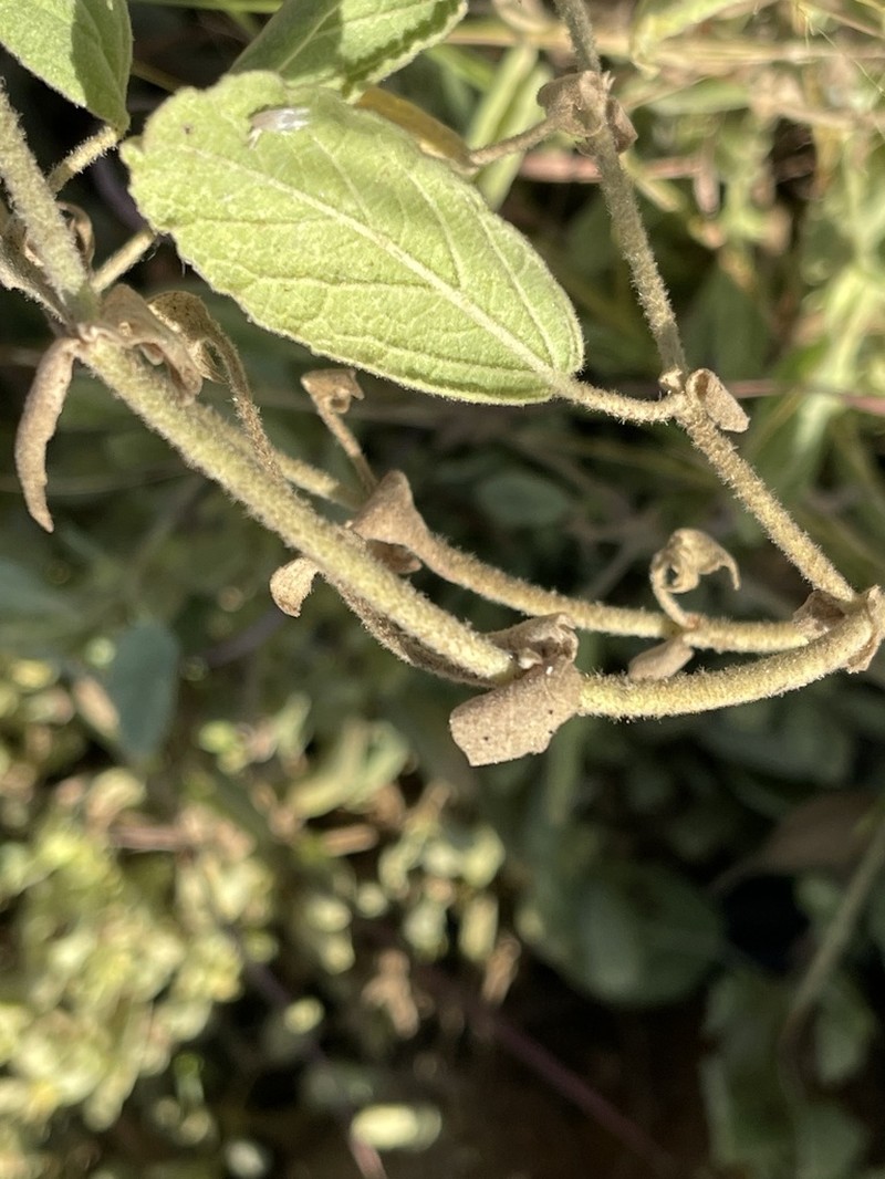Hermannia burkei photo 7