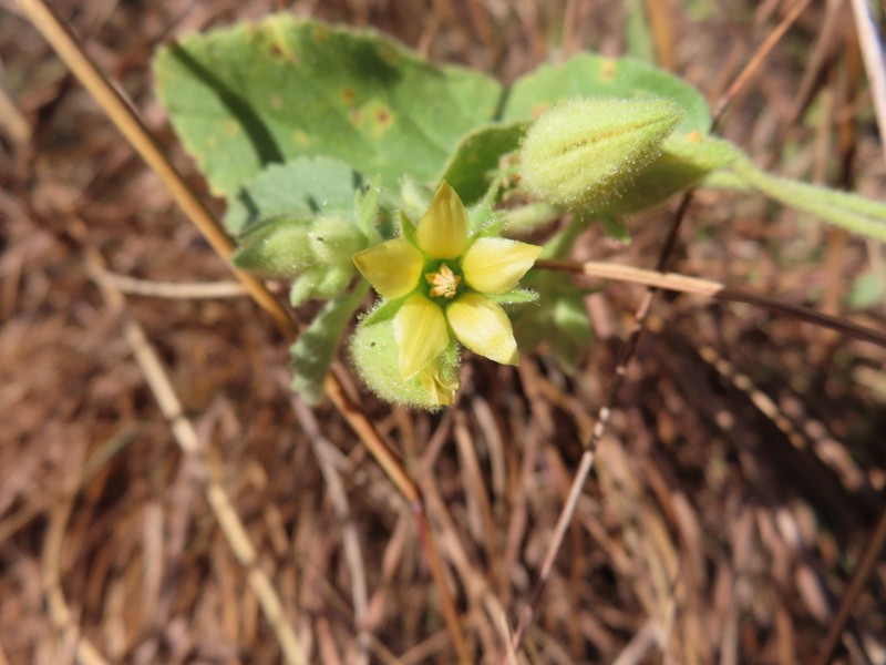 Hermannia burkei photo 8