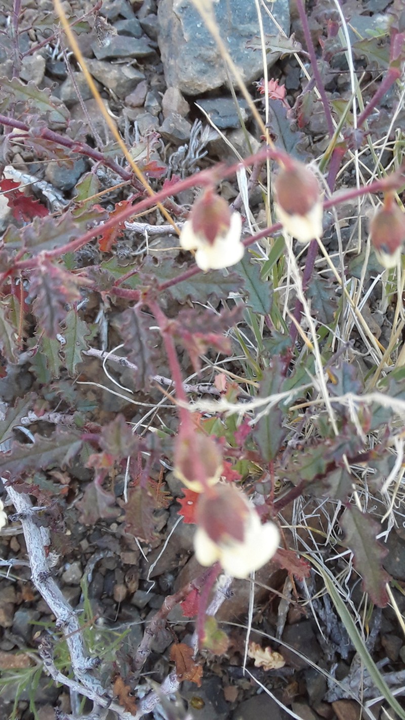 Hermannia cernua