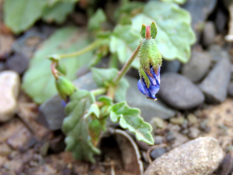 Hermannia cernua photo 2