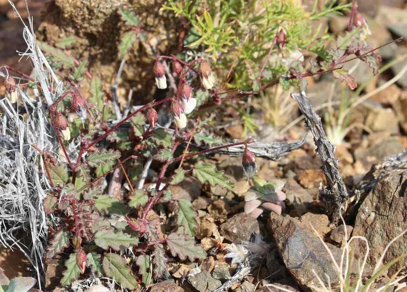 Hermannia cernua photo 3